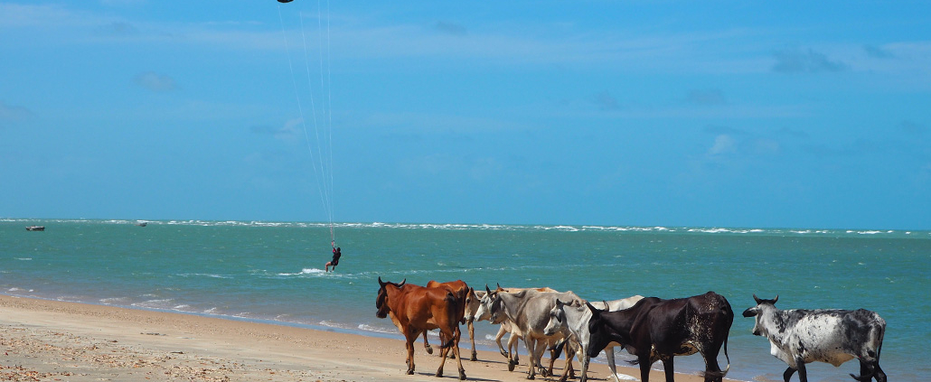 Kitesurfen Brasilien mit Kühen am Strand