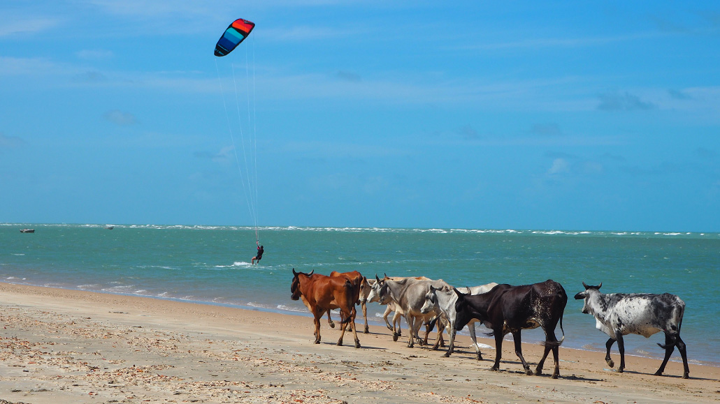 Kitesurfen Brasilien mit Kühen am Strand